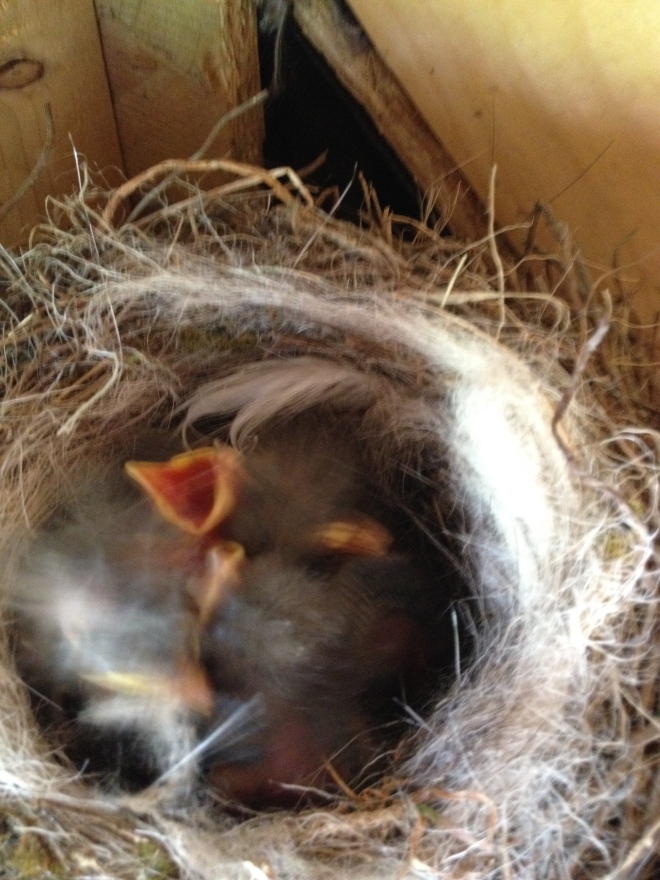 pied wagtail chicks in a house